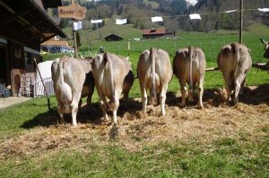 Ricola OB Michel Josef Melchtal